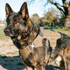 Best Harness for a Dog That Pulls