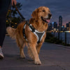 Best Reflective Dog Harness for Night Walks