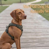 Do No-Pull Dog Harnesses Actually Work?