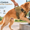 Is It Safe to Lift Your Dog by the Harness Handle?