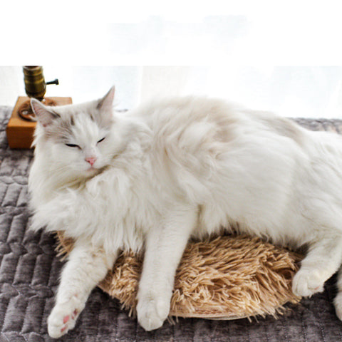 White cat lying on a textured blanket with a small wooden table in the background