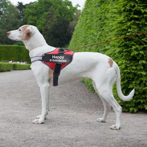 White dog with a red and black harness standing on a path with greenery in the background