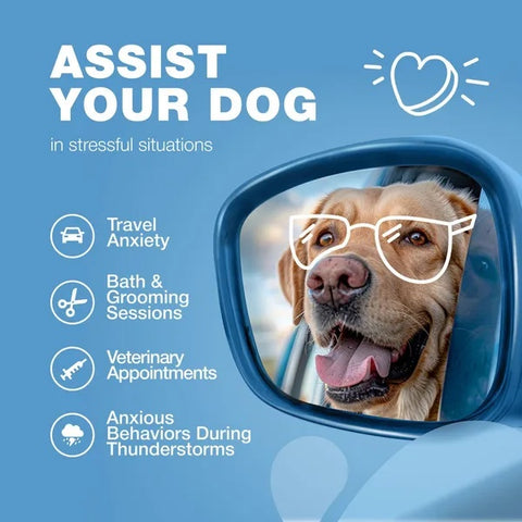 Dog wearing sunglasses in a car mirror with text about assisting dogs in stressful situations on a blue background.