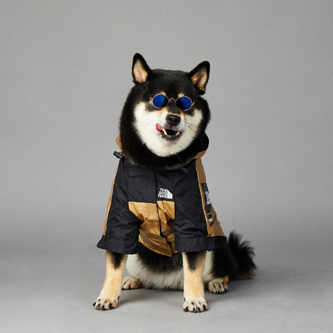 raincoat dog