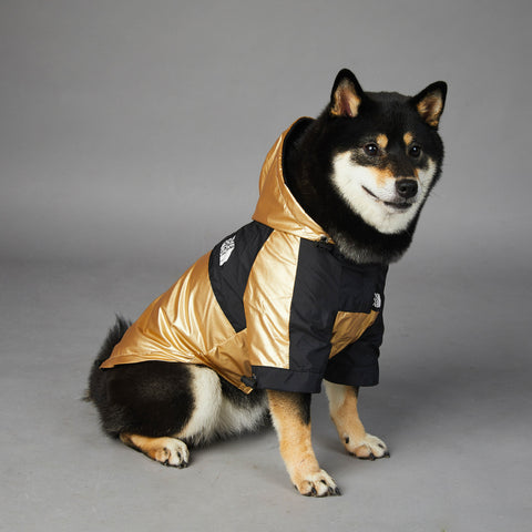 raincoat dog