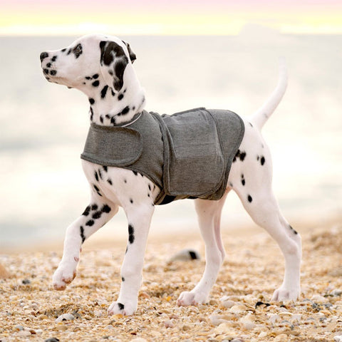 Pet Clothes